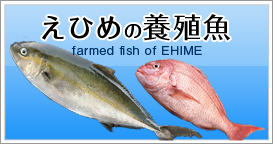 Ђ߂̗{Bfarmed fish of EHIME