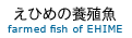 Ђ߂̋farmed fish of EHIME